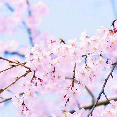 大发dafa888手机app下载